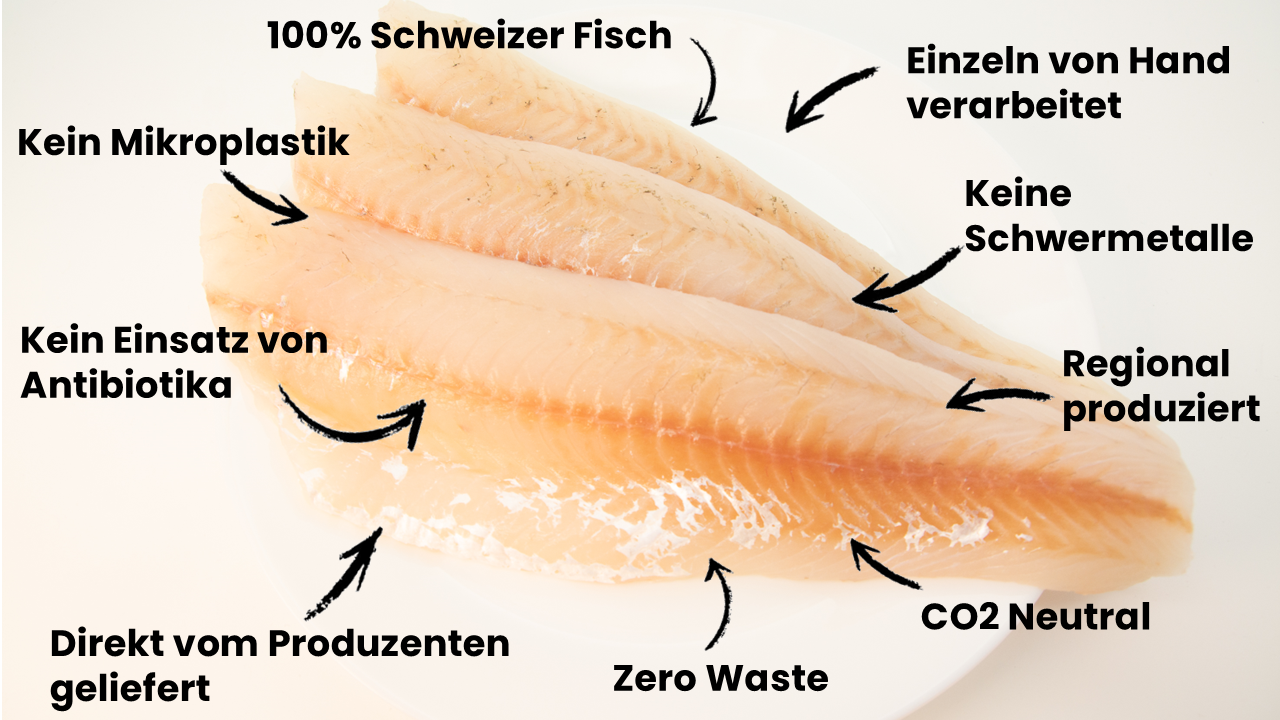 Schweizer Zander Filet ohne Haut