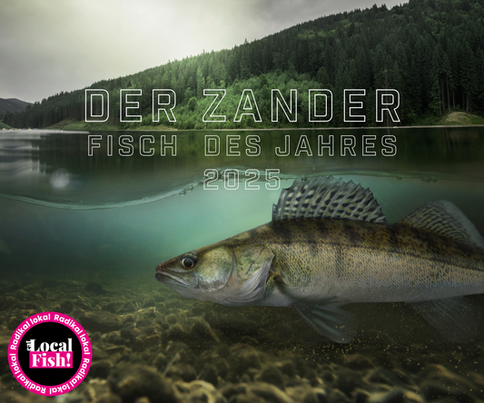 Der Zander: Fisch des Jahres 2025