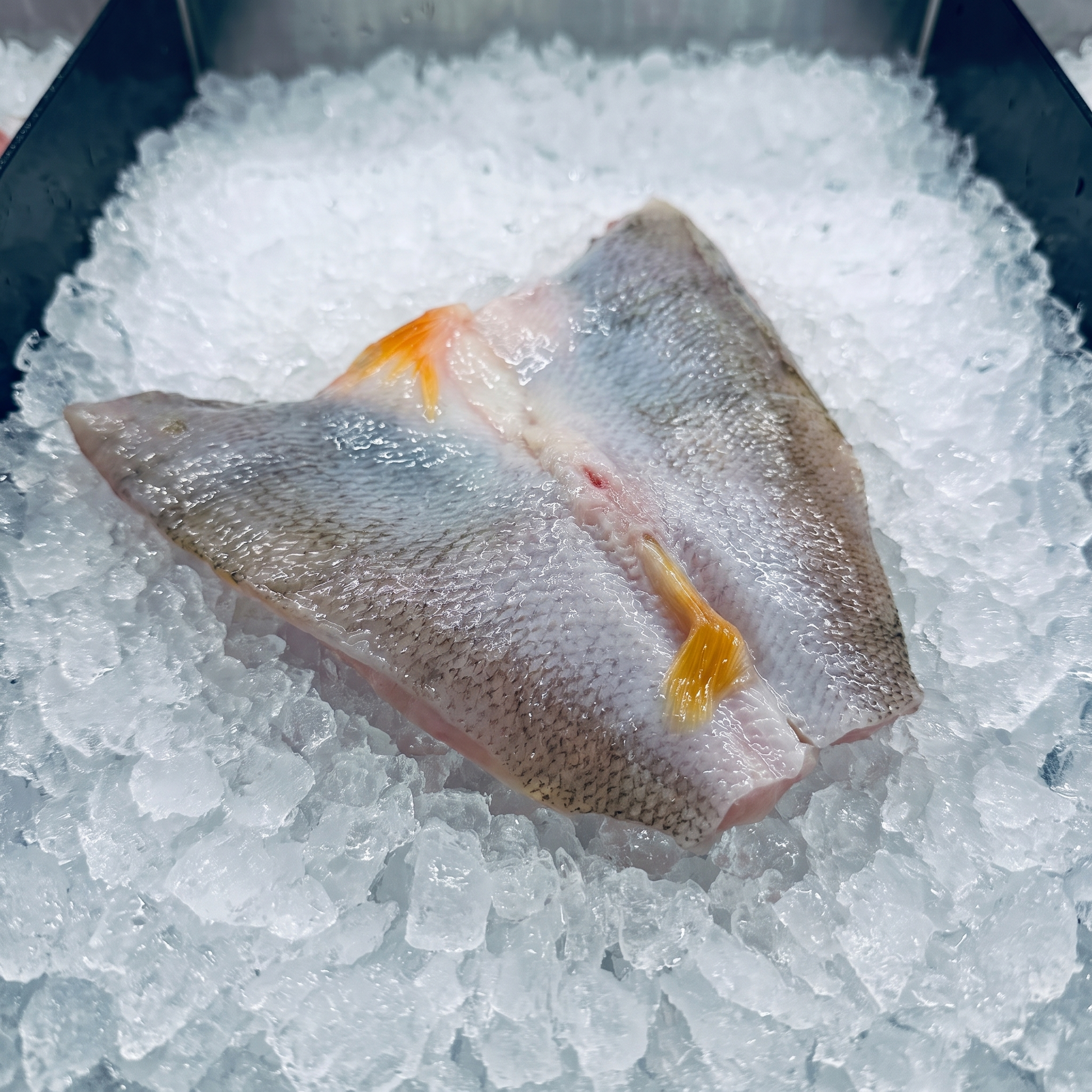 Eli Butterfly Filet Nachhaltig Grill Egli Fisch Filet Butterfly Cut 
