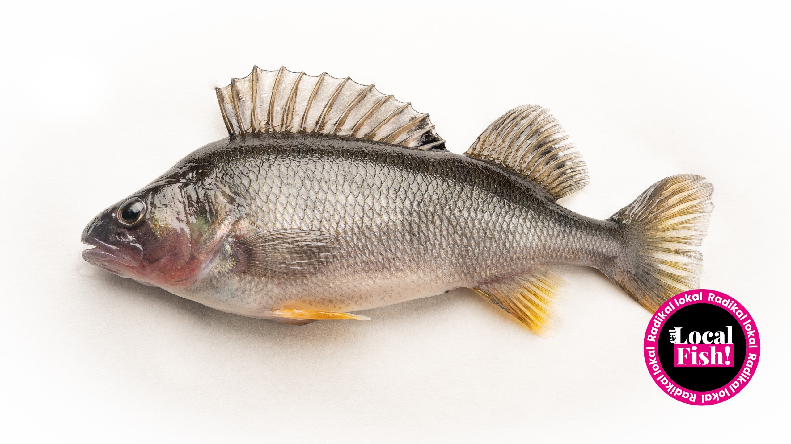 Fish Ch The Ripper Über uns – Localfish AG