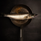 Schweizer Zander Filet Fisch kaufen Gesunder Fisch Zander Filet Lokal Nachhaltig Kein Mikroplastik Kein Antibiotika LocalFish Schweiz Gourmet Delikates Fisch ganzer Fisch 