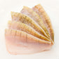 Dein erster Fang! Die Local Fish Starterbox
