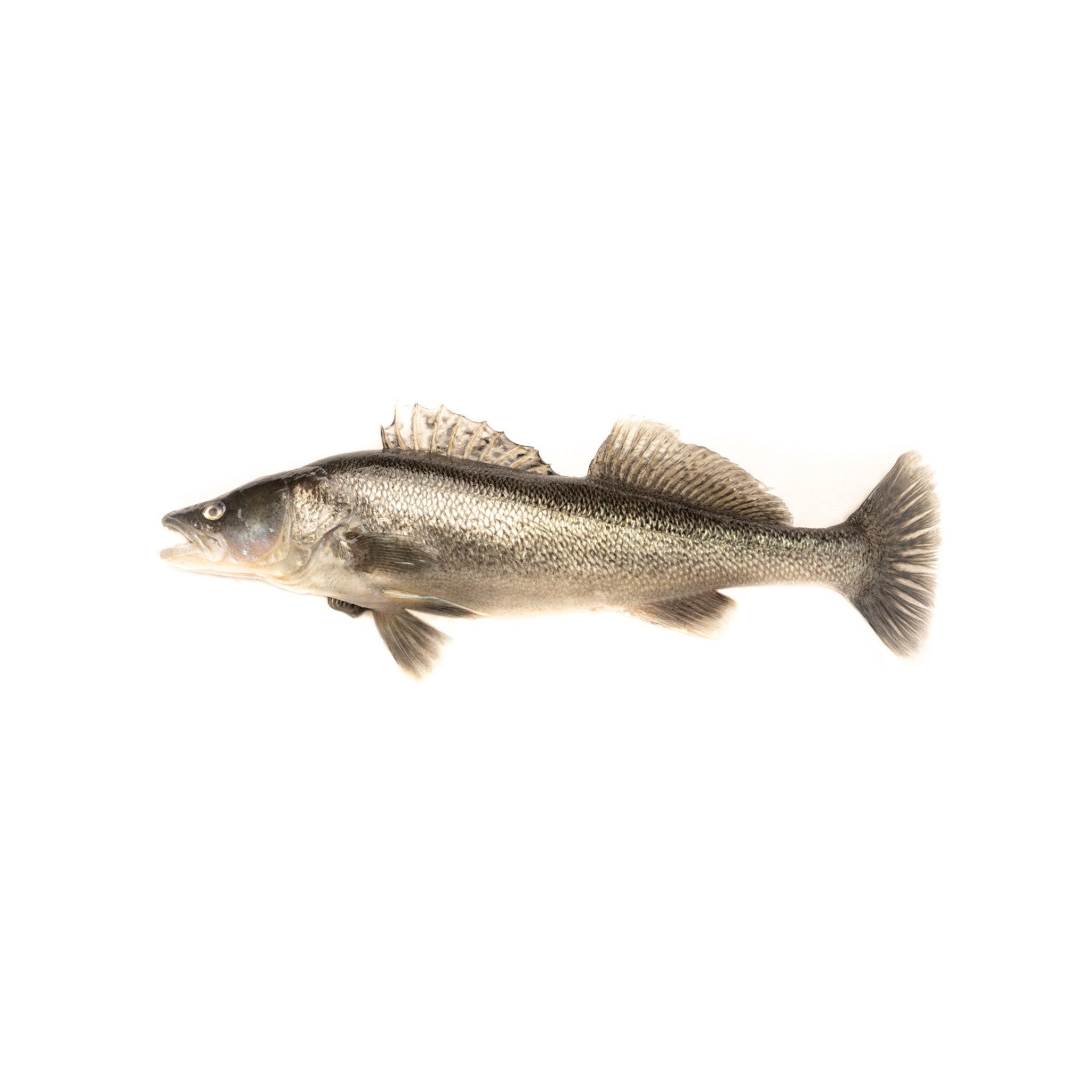 Schweizer Zander Filet Fisch kaufen Gesunder Fisch Zander Filet Lokal Nachhaltig Kein Mikroplastik Kein Antibiotika LocalFish Schweiz Gourmet Delikates Fisch ganzer Fisch 