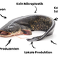 Wels Filet Edel Lokaler Fisch Catfisch aus der Schweiz 