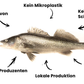 schweizer Zander Fisch des Jahres 